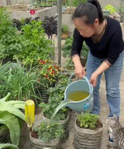 家庭养花用生根粉