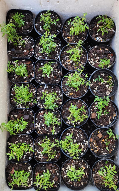 家庭养花用生根粉