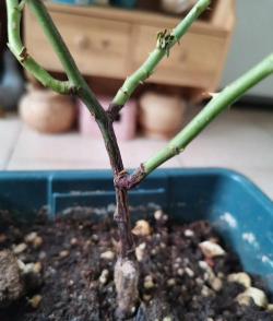 家庭养花用生根粉