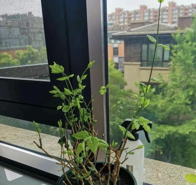 家庭养花用生根粉