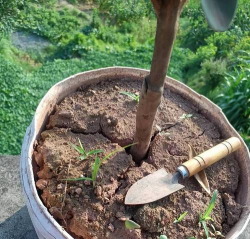 家庭养花用生根粉