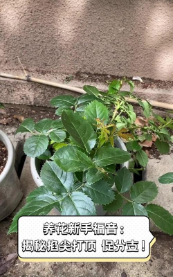 家庭养花用生根粉