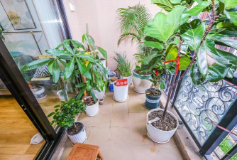 家庭养花用生根粉