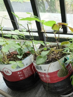 家庭养花用生根粉