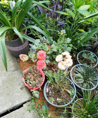 家庭养花用生根粉