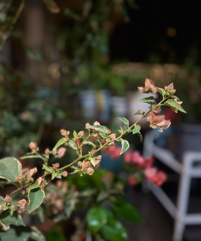 北方养花的尽头