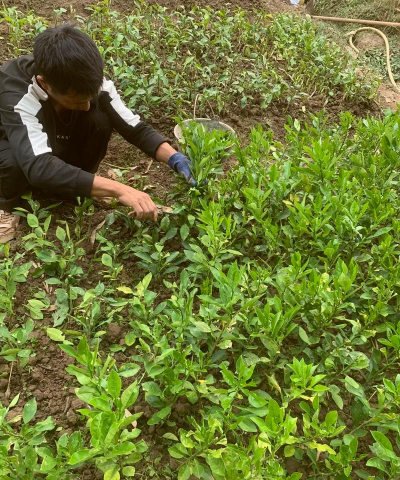 家庭养花用生根粉