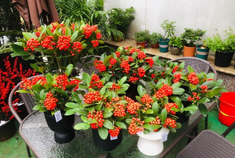 家庭养花用生根粉