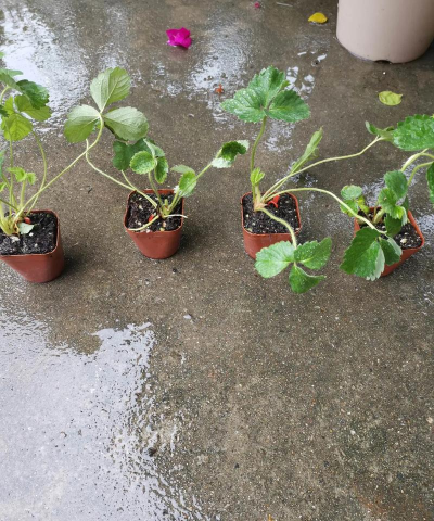 家庭养花用生根粉