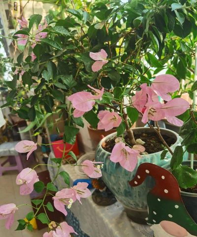 家庭养花用生根粉