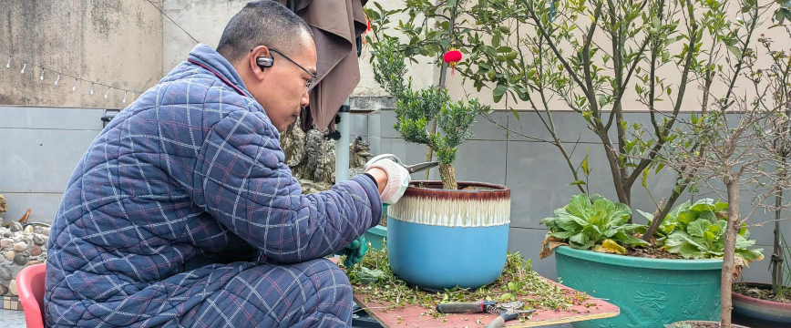 家庭养花用生根粉