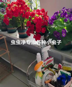 家庭养花用生根粉