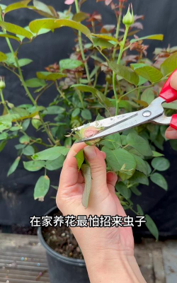 家庭养花用生根粉