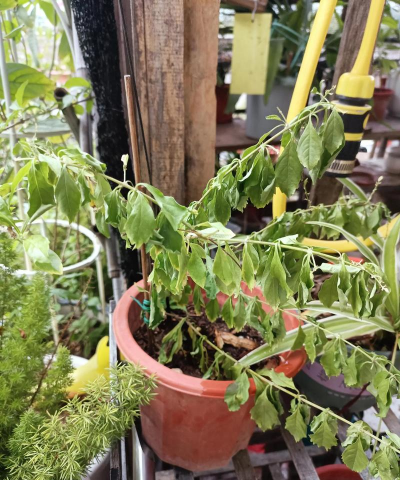 家庭养花用生根粉