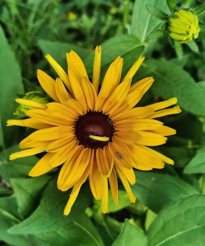 黑心菊是什么科