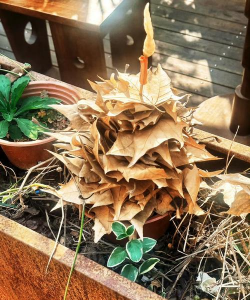 栎木屑砂砾养花