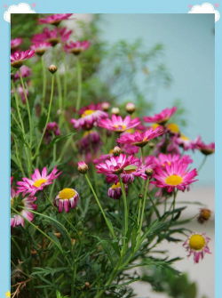 木茼蒿如何常年开花