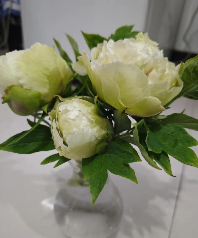 牡丹切花是什么品种