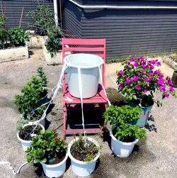 家庭养花用生根粉