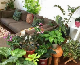 家庭养花用生根粉