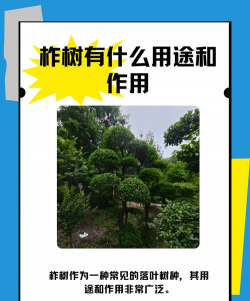 柞树皮怎么养花