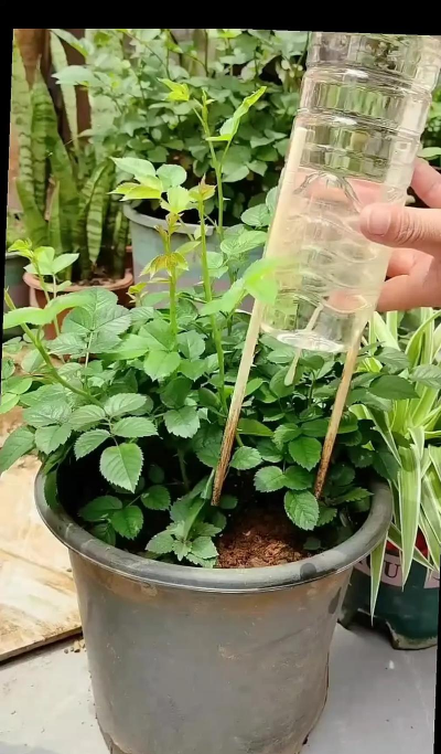 家庭养花用生根粉