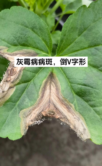 翠菊灰霉病 翠菊灰霉病