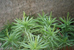 幸福豆是什么花