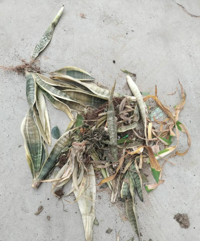 家庭养花用生根粉