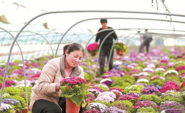 家庭养花用生根粉