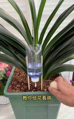 家庭养花用生根粉