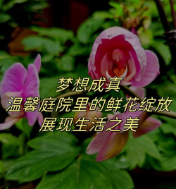 家庭养花用生根粉