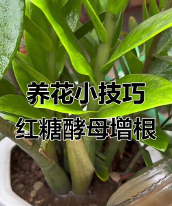 家庭养花用生根粉