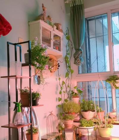 家庭养花用生根粉