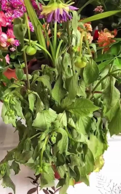 家庭养花用生根粉