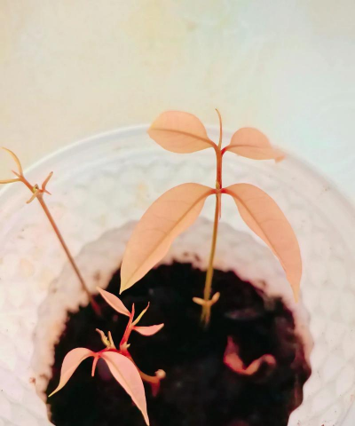 家庭养花用生根粉