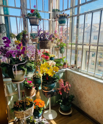 家庭养花用生根粉