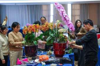 家庭养花用生根粉