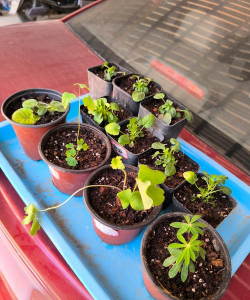 家庭养花用生根粉