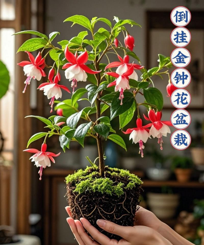 家庭养花用生根粉