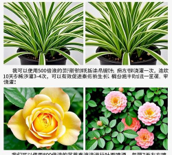 家庭养花用生根粉