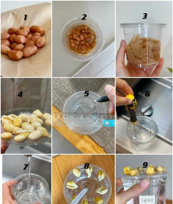 家庭养花用生根粉