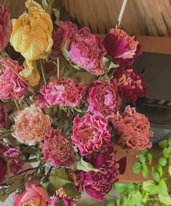 干燥的土什么花