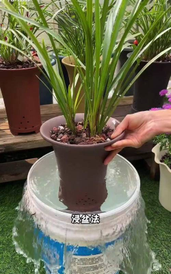 家庭养花用生根粉