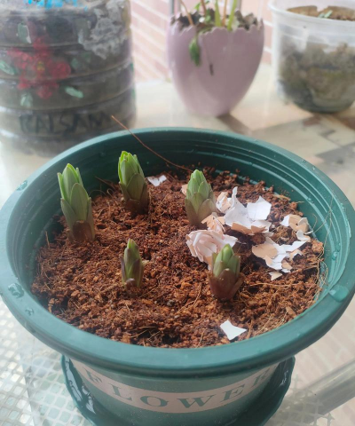 家庭养花用生根粉