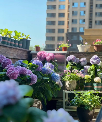 家庭养花用生根粉