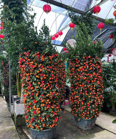 什么果树养花最好