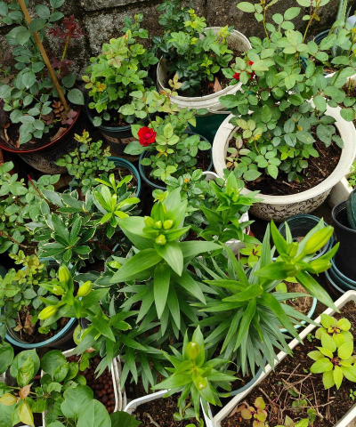 家庭养花用生根粉