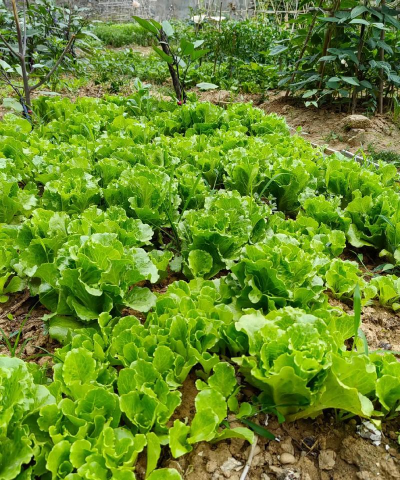 小县城种菜养花