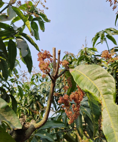 家庭养花用生根粉